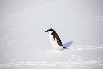 penguin in the arctic