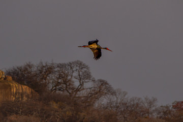 Ephippiorhynchus senegalensis comon name: black stork flying by, Matopos, Zimbabwe