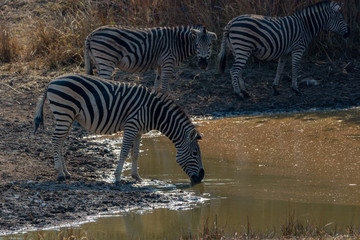Fototapeta na wymiar Zebras gather around pond to drink, Matopos, Zimbabwe
