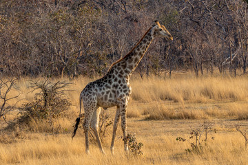 Giraffe walking by to feed, Matopos, Zimbabwe