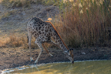Naklejka na ściany i meble Giraffe bending foward to drink, Matopos, Zimbabwe