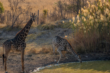 Giraffes bending foward to drink water while the male watches for danger, Matopos, Zimbabwe