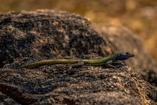 Colorful agama lizzard, Matopos, Zimbabwe