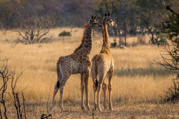 Two very young giraffes waiting for the adults to give the all clear, Matopos, Zimbabwe