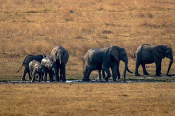 Elephants drinking and refreshing themselfs, Hwenge, Zimbabwe
