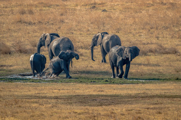 Elephants drinking and refreshing themselfs, Hwenge, Zimbabwe