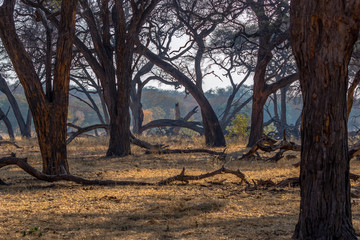 View of the woods, Hwenge, Zimbabwe