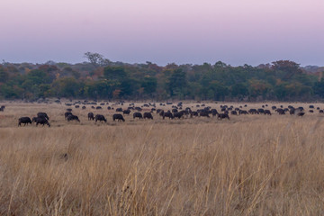Huge bufalo herd right next to campsite, Hwenge national park, Zimbabwe