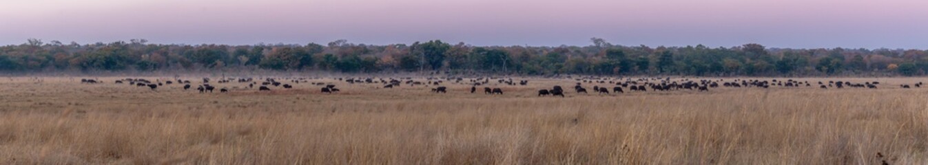 Panorama of a huge bufalo herd right next to campsite, Hwenge national park, Zimbabwe