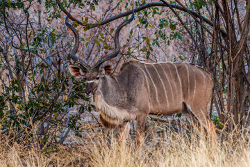 Kudo feeding in early morning, Hwenge national park, Zimbabwe
