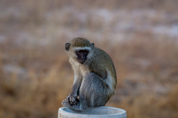 Little monkey standing on a pole, Hwenge, Zimbabwe