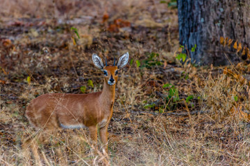 Impala scared by the noises of the camera, Hwenge, Zimbabwe