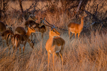 Impala feeding early morning, Hwenge national park, Zimbabwe