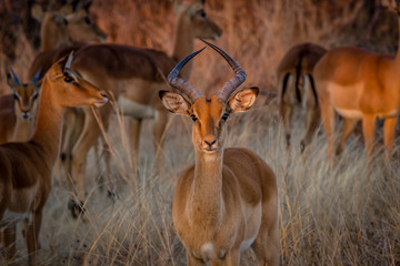 Impala looking straight at camera, Hwenge national park, Zimbabwe - obrazy, fototapety, plakaty