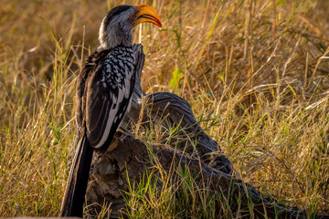Yellow billed hornbill standing on a piece of wood, Hwenge, Zimbabwe