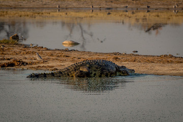 Crocodile coming out of the water, Hwenge national park, Zimbabwe