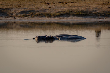 Large hippo in a pond, Hwenge national park, Zimbabwe