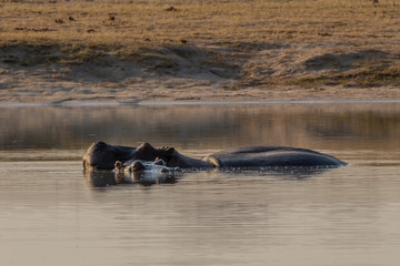 Hippos in the water relaxing, Hwenge national park, Zimbabwe