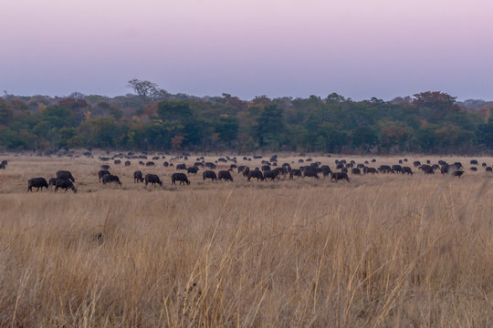 Huge bufalo herd right next to campsite, Hwenge national park, Zimbabwe