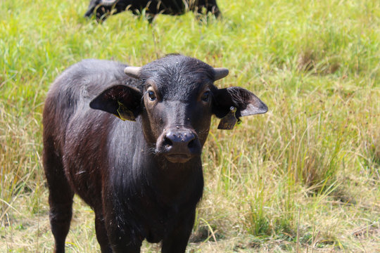 Baby Buffalo On Meadow