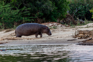 Hippo comming out of the water to feed, Victoria Falls, Zimbabwe