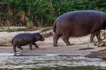 Baby hippo comming out of the water to feed with mother, Victoria Falls, Zimbabwe