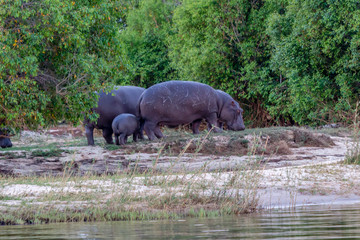 Family of hippos feeding on the grass late afternoon, Victoria Falls, Zimbabwe