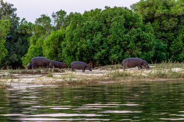 Family of hippos feeding on the grass late afternoon, Victoria Falls, Zimbabwe