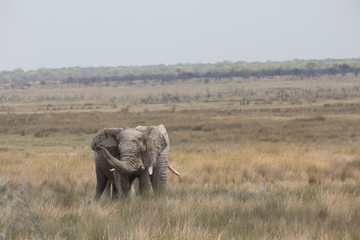 elephant in africa in a group