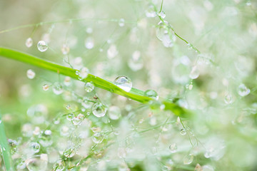 Drops dew drops on leaves.Fresh green grass with dew drops closeup. Nature Background