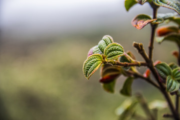 flowers of brazilian altitude