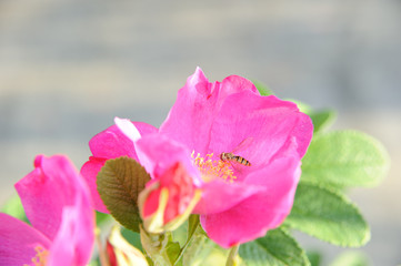 bee sucks nectar from purple flower