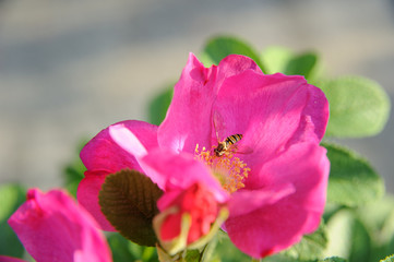 bee in a purple flower