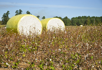 Close-up round bale of harvested cotton wrapped in yellow plastic.