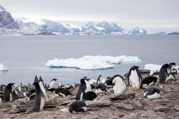 penguin in the arctic