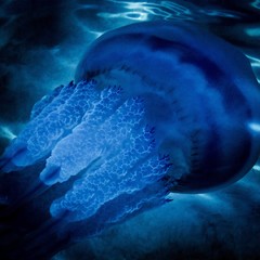 Jellyfish near the island, the water world  