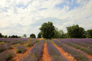 Fototapeta na wymiar Lavendelfeld in der Provence