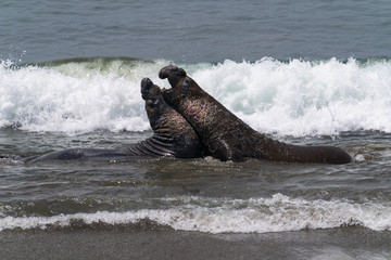 Elephant Seals on the California Coast - Piedras Blancas near San Simeon