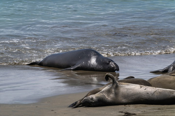Elephant Seals on the California Coast - Piedras Blancas near San Simeon