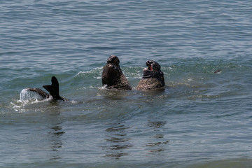 Elephant Seals on the California Coast - Piedras Blancas near San Simeon