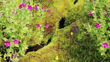 Mountain Stream in Mt. Rainier National Park