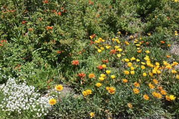 California garden flowers