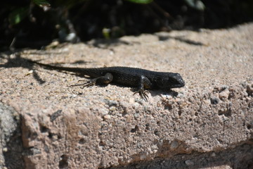 California Garden Lizard