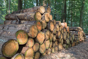 Holzernte im Laubwald