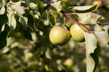 green apples hanging on apple