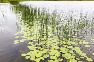 lake water lilies