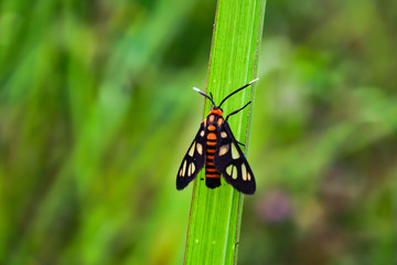 Beautiful closeup photo of Small flying insect perches on the grass isolated with green background