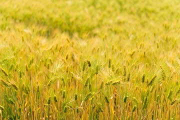 豊かに実った麦畑