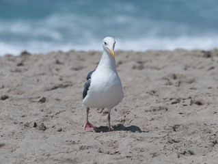 Seagull at the beach in Malibu, California