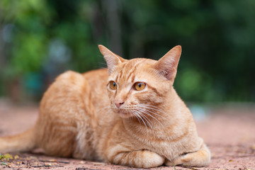 Portrait of ginger cat sitting on the ground in the garden
